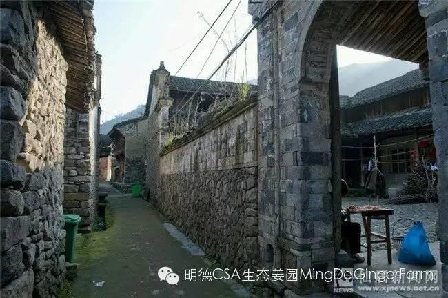 明德CSA生态姜园 浙江仙居仁庄村“七不”小黄姜基地介绍