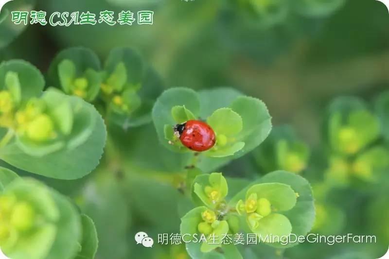 做农业必懂的19个创意流行概念
