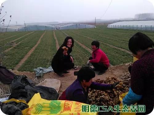 小黄姜种植技术图文详解