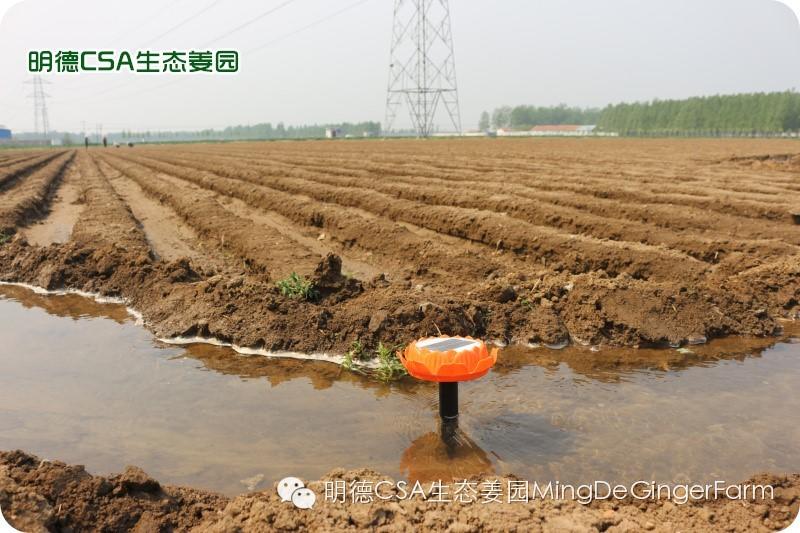 小黄姜种植技术图文详解