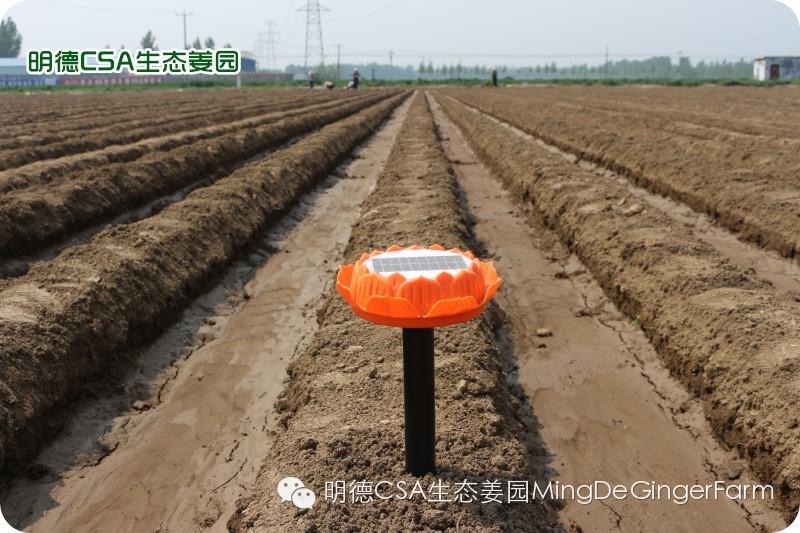 小黄姜种植技术图文详解