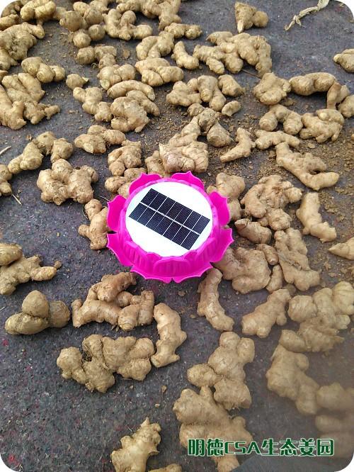 简报：3.5-3.28日 姜园选购 筛选 晾晒姜种3万5千斤