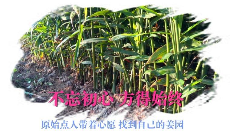 CSA生态姜园的选址:东方圣城曲阜姚村镇现代农业科技示范园-七不姜 生姜养生网-明德CSA生态姜园&明安农业