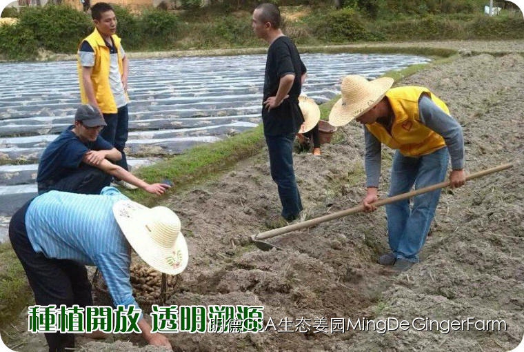 寻找姜园合伙人，邀您一起建设原始点原生态小黄姜农场