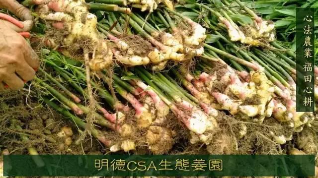 9月新鲜嫩姜新上市了! ‘七不’生态小黄姜生姜 嫩姜1斤 纯正无污染鲜嫩小土姜 明安心法农业 福田心耕 9月新鲜嫩姜新上市了! ‘七不’生态小黄姜生姜 嫩姜1斤 纯正无污染鲜嫩小土姜 明安心法农业 福田心耕