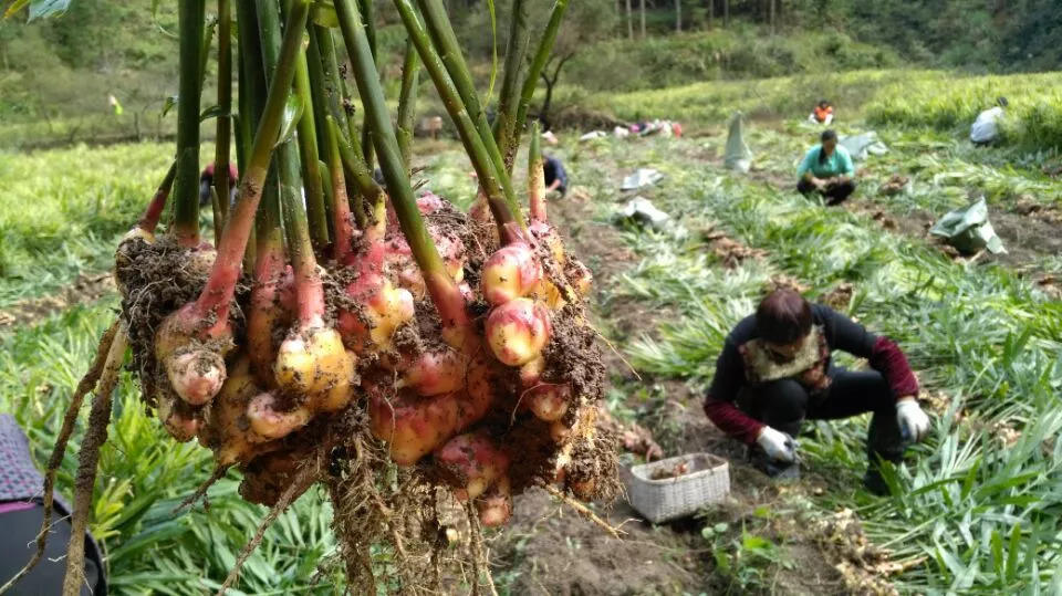 9月新鲜嫩姜新上市了! ‘七不’生态小黄姜生姜 嫩姜1斤 纯正无污染鲜嫩小土姜 明安心法农业 福田心耕 9月新鲜嫩姜新上市了! ‘七不’生态小黄姜生姜 嫩姜1斤 纯正无污染鲜嫩小土姜 明安心法农业 福田心耕