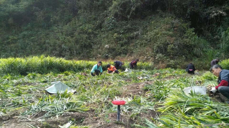 9月新鲜嫩姜新上市了! ‘七不’生态小黄姜生姜 嫩姜1斤 纯正无污染鲜嫩小土姜 明安心法农业 福田心耕 9月新鲜嫩姜新上市了! ‘七不’生态小黄姜生姜 嫩姜1斤 纯正无污染鲜嫩小土姜 明安心法农业 福田心耕