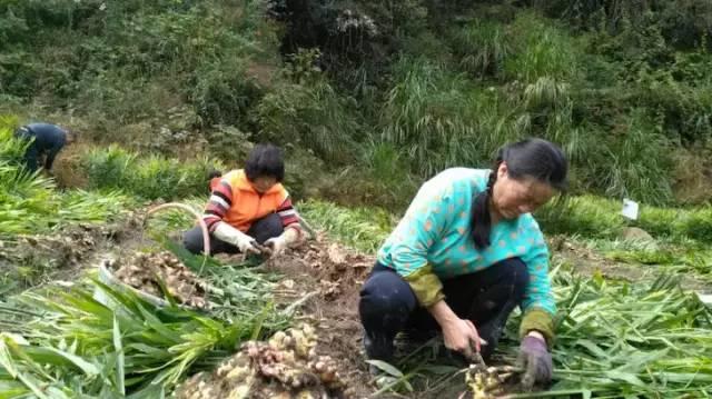 明安'七不'小黄姜 2018姜种1斤 心法农业明德姜园精选培育三代2017年留纯种