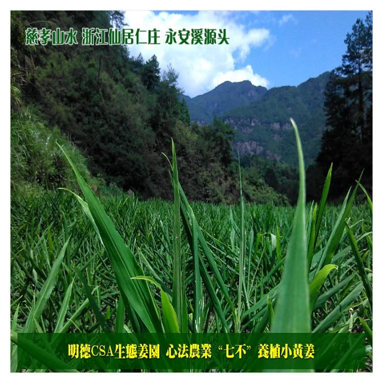 秒夺特价 七不姜-七不姜 生姜养生网-明德CSA生态姜园&明安农业