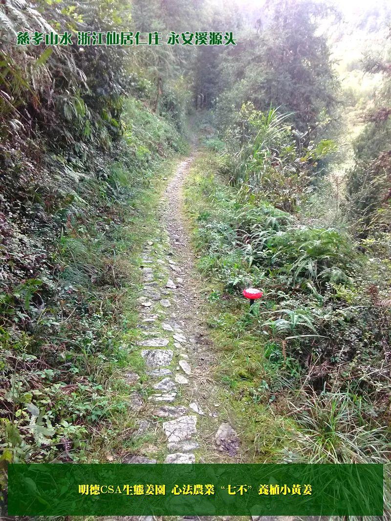 提前订购预售特惠 2019年原始点药用‘七不’小黄姜干姜片1斤 包邮 明德生态姜园心法农业恭制