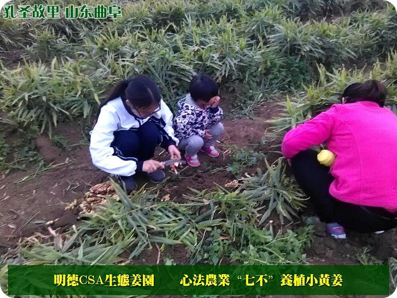 团购 2018.315特制原始点药用‘七不’小黄姜干姜片1斤 包邮 明德生态姜园心法农业恭制