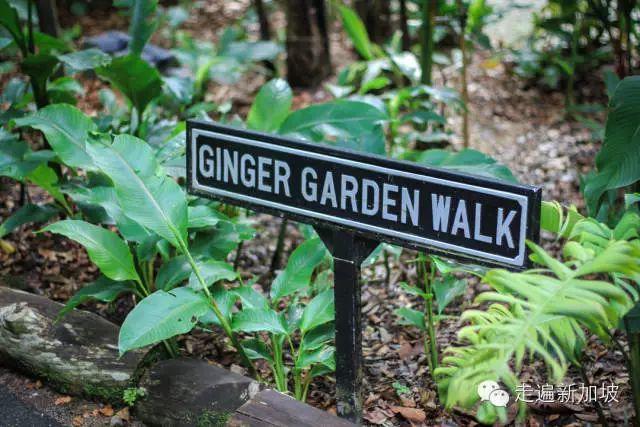 香蕉和姜能同时吃吗？