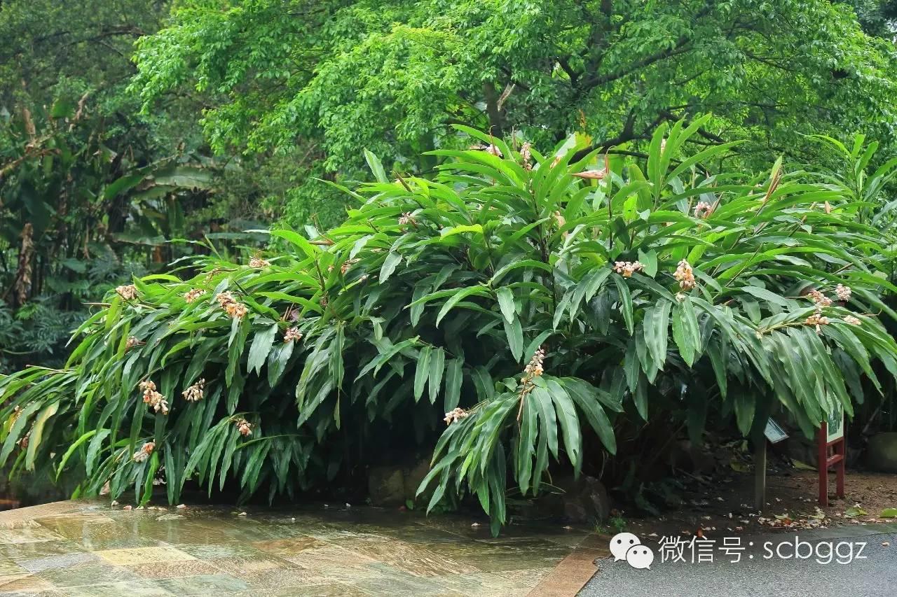 四月姜园 醉美姜花 四月姜园 醉美姜花