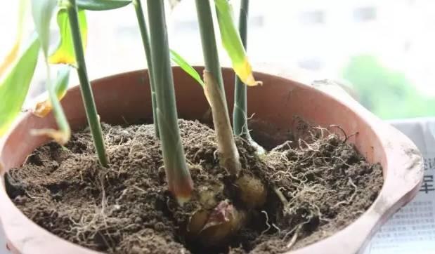 家里种生姜,全家都安康! 盆栽姜 有竹韵! 家里种生姜,全家都安康! 盆栽姜 有竹韵!