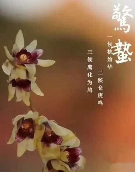 惊蛰的食物,必须有姜!(阳气大动,风邪最盛) 惊蛰的食物,必须有姜!(阳气大动,风邪最盛)