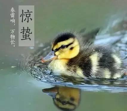 惊蛰的食物,必须有姜!(阳气大动,风邪最盛) 惊蛰的食物,必须有姜!(阳气大动,风邪最盛)