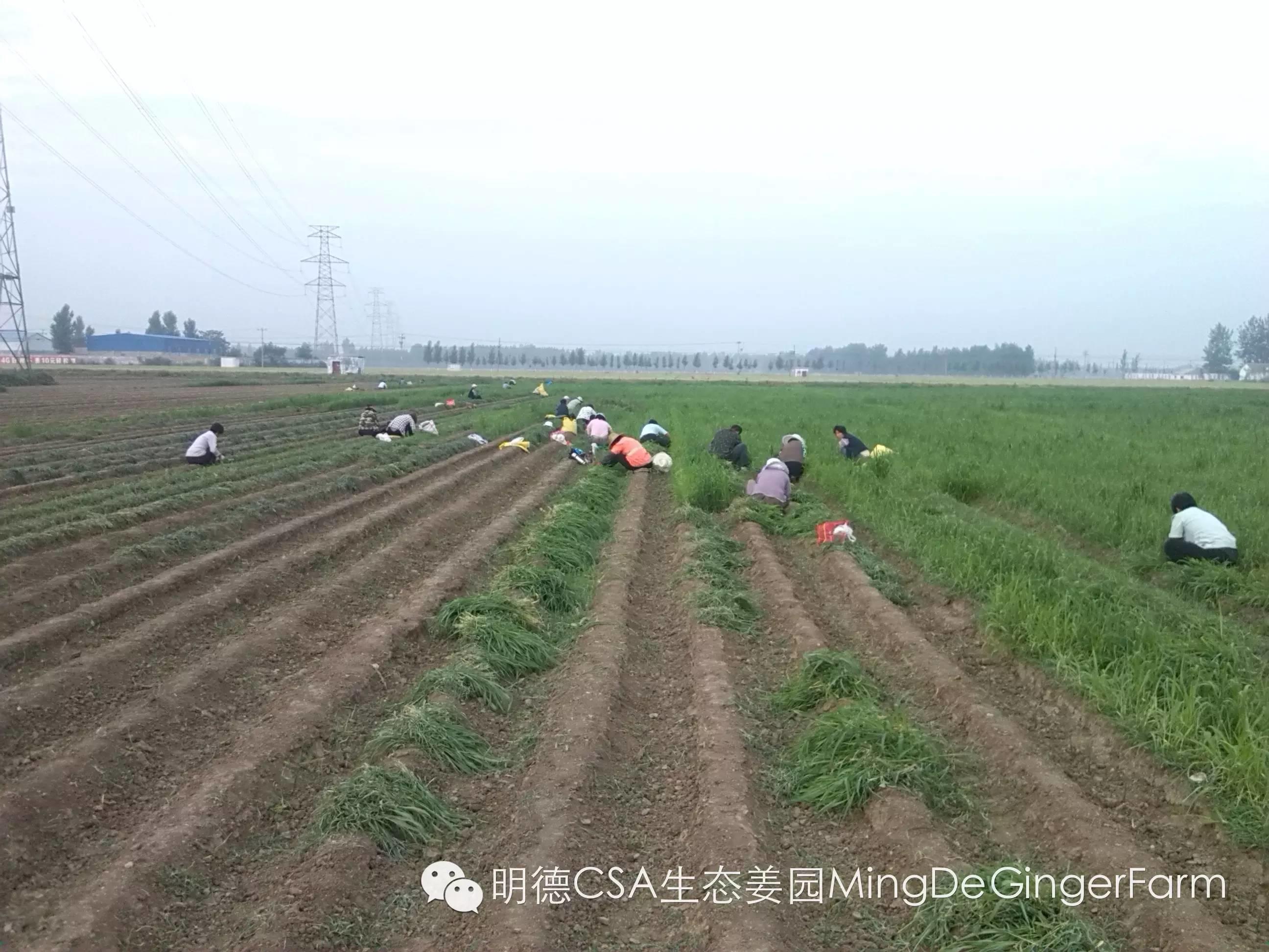 善的热循环 爱的真分享-自然、生态、良心姜品热源免费申请