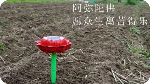 世上第一代心法农业、福田心耕之“七不”生态水稻由明安农业恭献