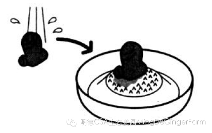 生姜养生法(7)石原式 “生姜红茶”-自然医学养生
