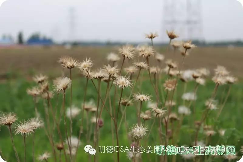 姜园告动物虫鸟先生小姐书 姜园告动物虫鸟先生小姐书
