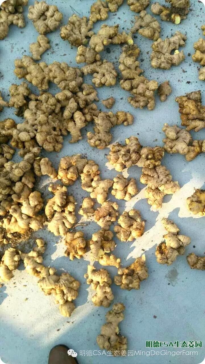明德CSA生态姜园 浙江仙居仁庄村“七不”小黄姜基地介绍