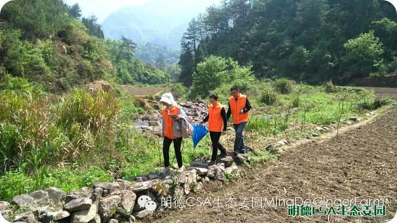 明德CSA生态姜园 浙江仙居仁庄村“七不”小黄姜基地介绍
