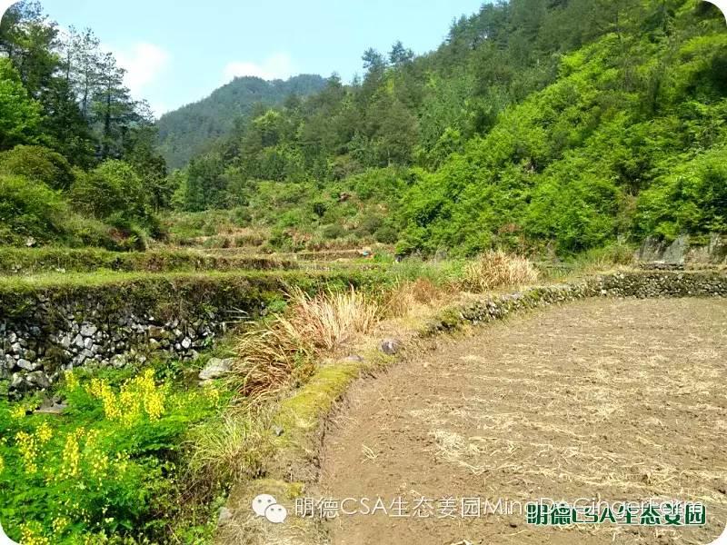 明德CSA生态姜园 浙江仙居仁庄村“七不”小黄姜基地介绍