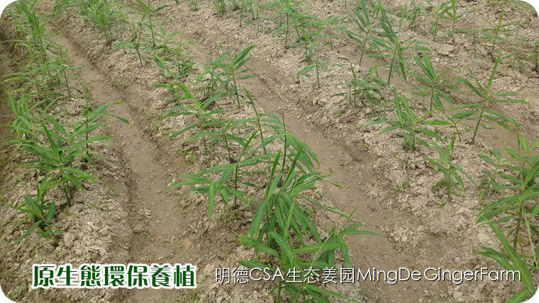 寻找姜园合伙人股东，一起建设原始点特供小黄姜生态姜园