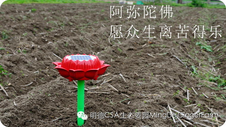 寻找姜园合伙人股东，一起建设原始点特供小黄姜生态姜园