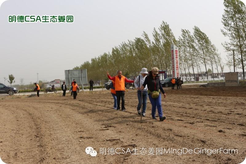 小黄姜种植技术图文详解