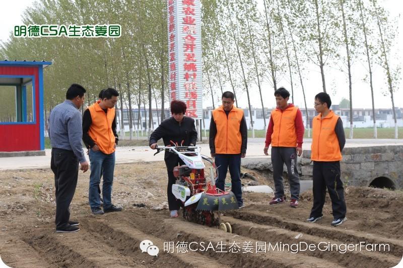 小黄姜种植技术图文详解