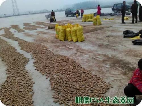 简报：3.5-3.28日 姜园选购 筛选 晾晒姜种3万5千斤