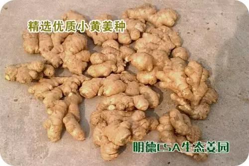 简报：3.5-3.28日 姜园选购 筛选 晾晒姜种3万5千斤