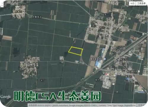 东方圣城 首善之地 至善小黄姜 4月开种活动预报 东方圣城 首善之地 至善小黄姜 4月开种活动预报