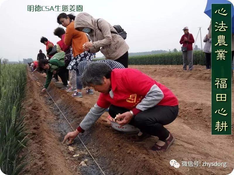 原始点全球同学群 有关鲜姜与成品的提示: ( 人参红参应做如是观 2017.3.15) 原始点全球同学群 有关鲜姜与成品的提示: ( 人参红参应做如是观 2017.3.15)