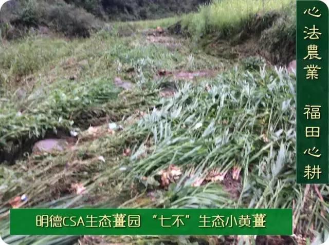 9月新鲜嫩姜新上市了! ‘七不’生态小黄姜生姜 嫩姜1斤 纯正无污染鲜嫩小土姜 明安心法农业 福田心耕 9月新鲜嫩姜新上市了! ‘七不’生态小黄姜生姜 嫩姜1斤 纯正无污染鲜嫩小土姜 明安心法农业 福田心耕