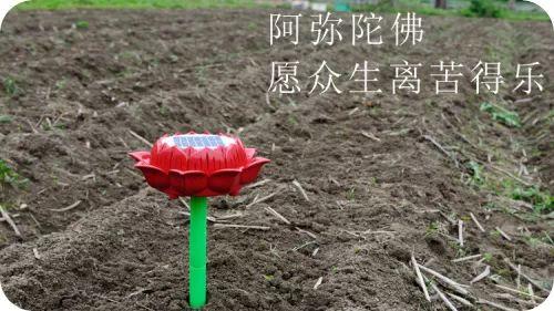 团购 2018.315特制原始点药用‘七不’小黄姜干姜片1斤 包邮 明德生态姜园心法农业恭制