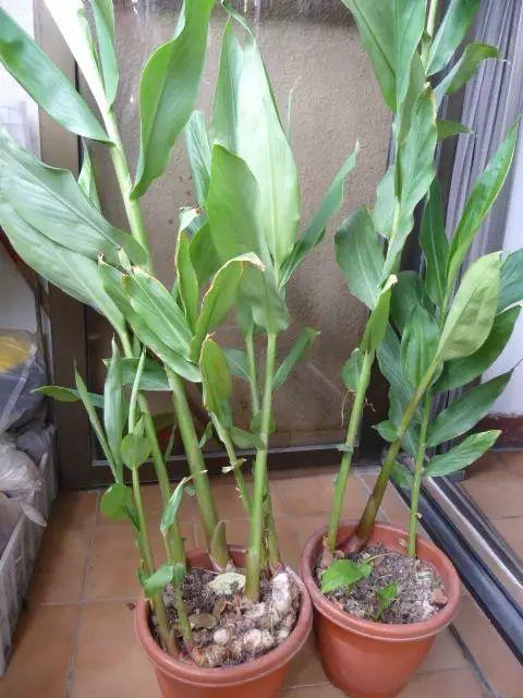 生姜非常实用的用途或许你不知道