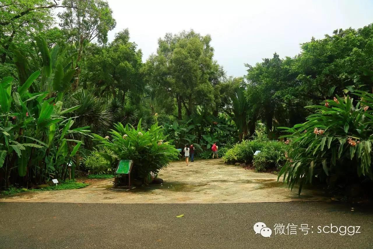 四月姜园 醉美姜花 四月姜园 醉美姜花