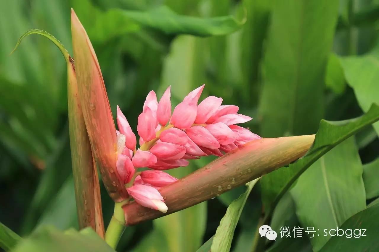 四月姜园 醉美姜花 四月姜园 醉美姜花