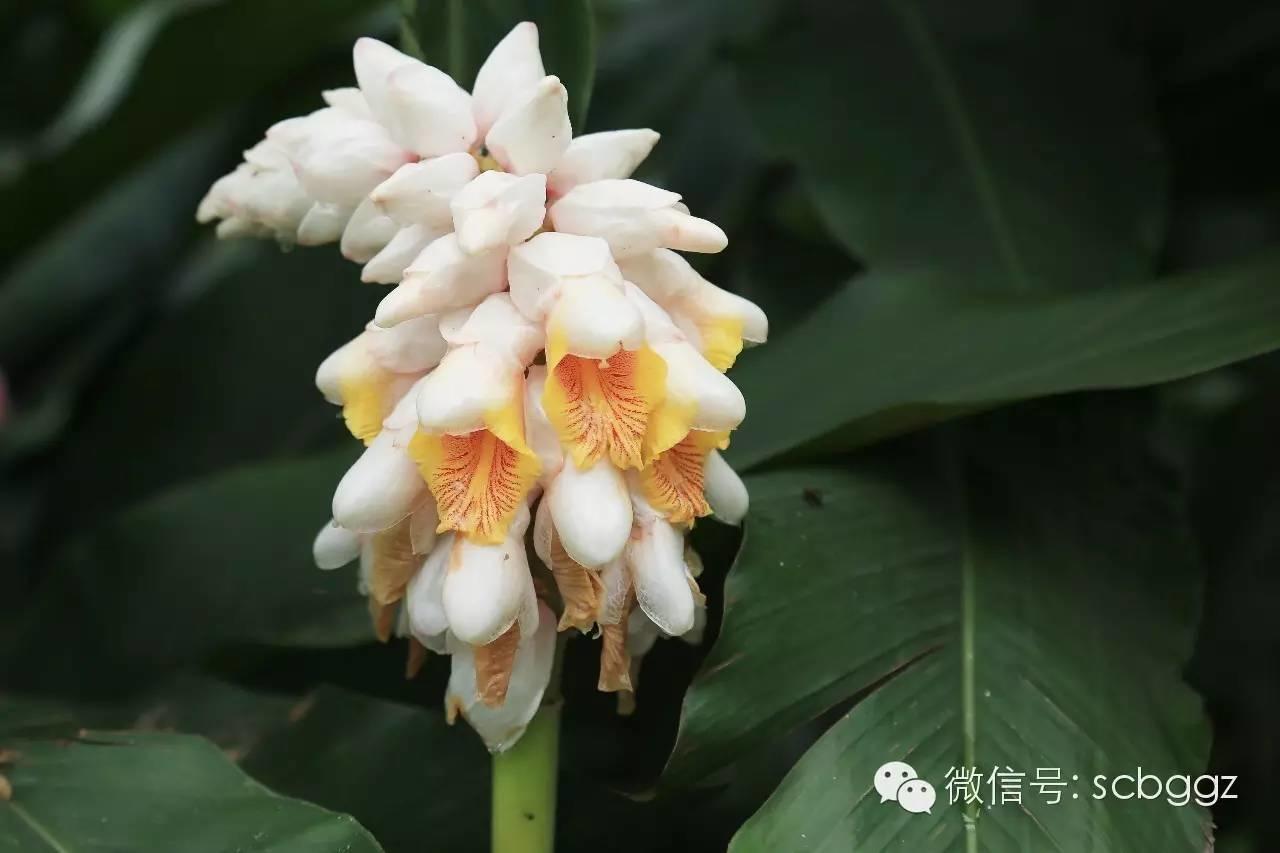 四月姜园 醉美姜花 四月姜园 醉美姜花