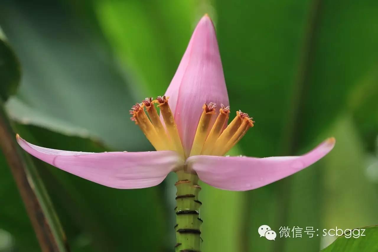 四月姜园 醉美姜花 四月姜园 醉美姜花