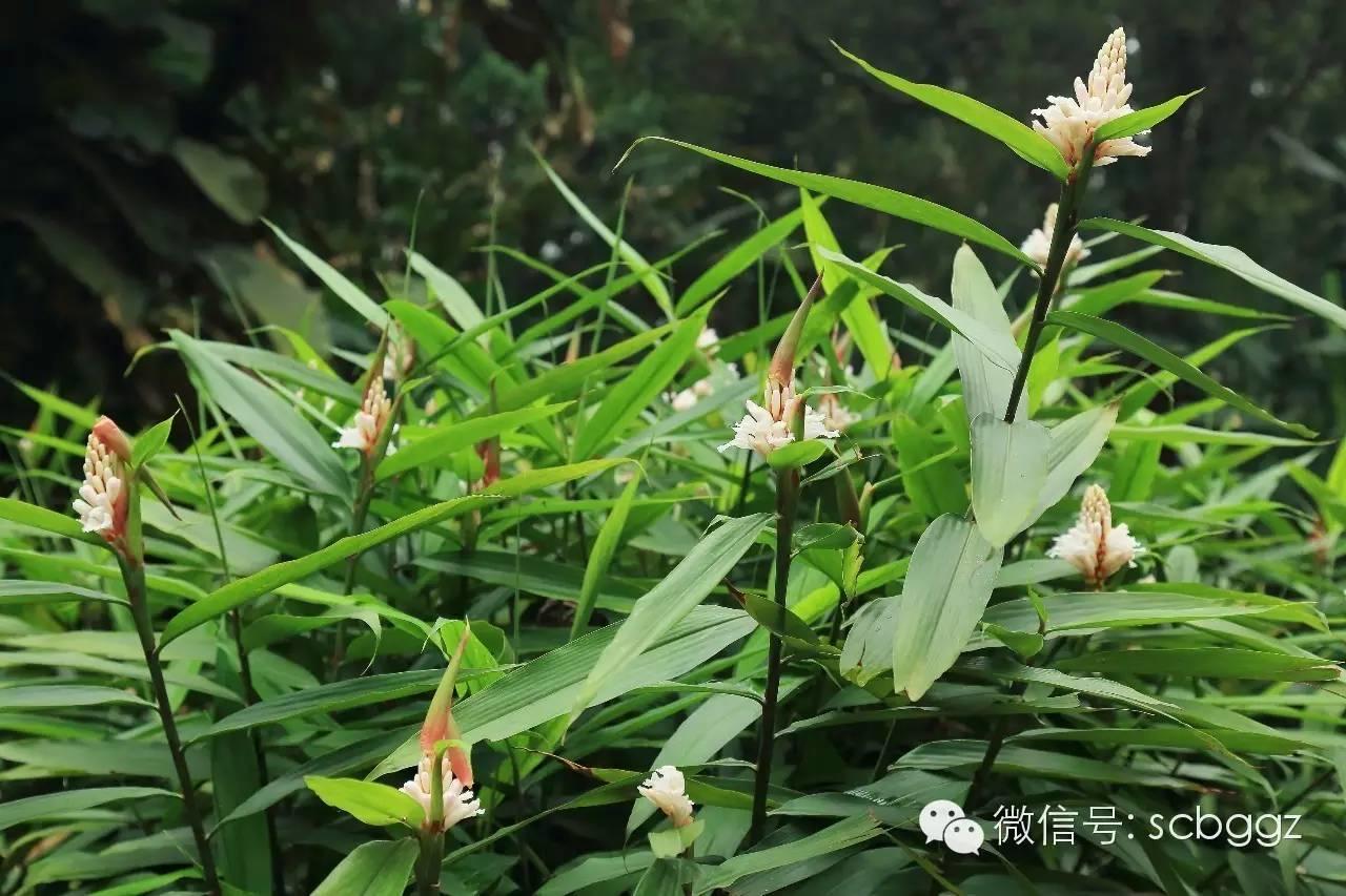 四月姜园 醉美姜花 四月姜园 醉美姜花