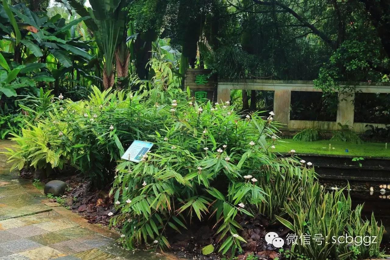 四月姜园 醉美姜花 四月姜园 醉美姜花