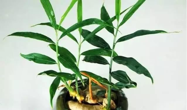 家里种生姜,全家都安康! 盆栽姜 有竹韵! 家里种生姜,全家都安康! 盆栽姜 有竹韵!