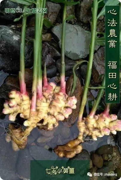 你了解原始点内热源 姜(薑)的种类和应用吗? 你了解原始点内热源 姜(薑)的种类和应用吗?