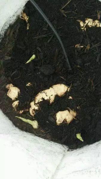 嫩薑、子薑美观可口。民众很喜欢品尝。大家看完此文就不敢再吃了!知道为什么吗? 嫩薑、子薑美观可口。民众很喜欢品尝。大家看完此文就不敢再吃了!知道为什么吗?