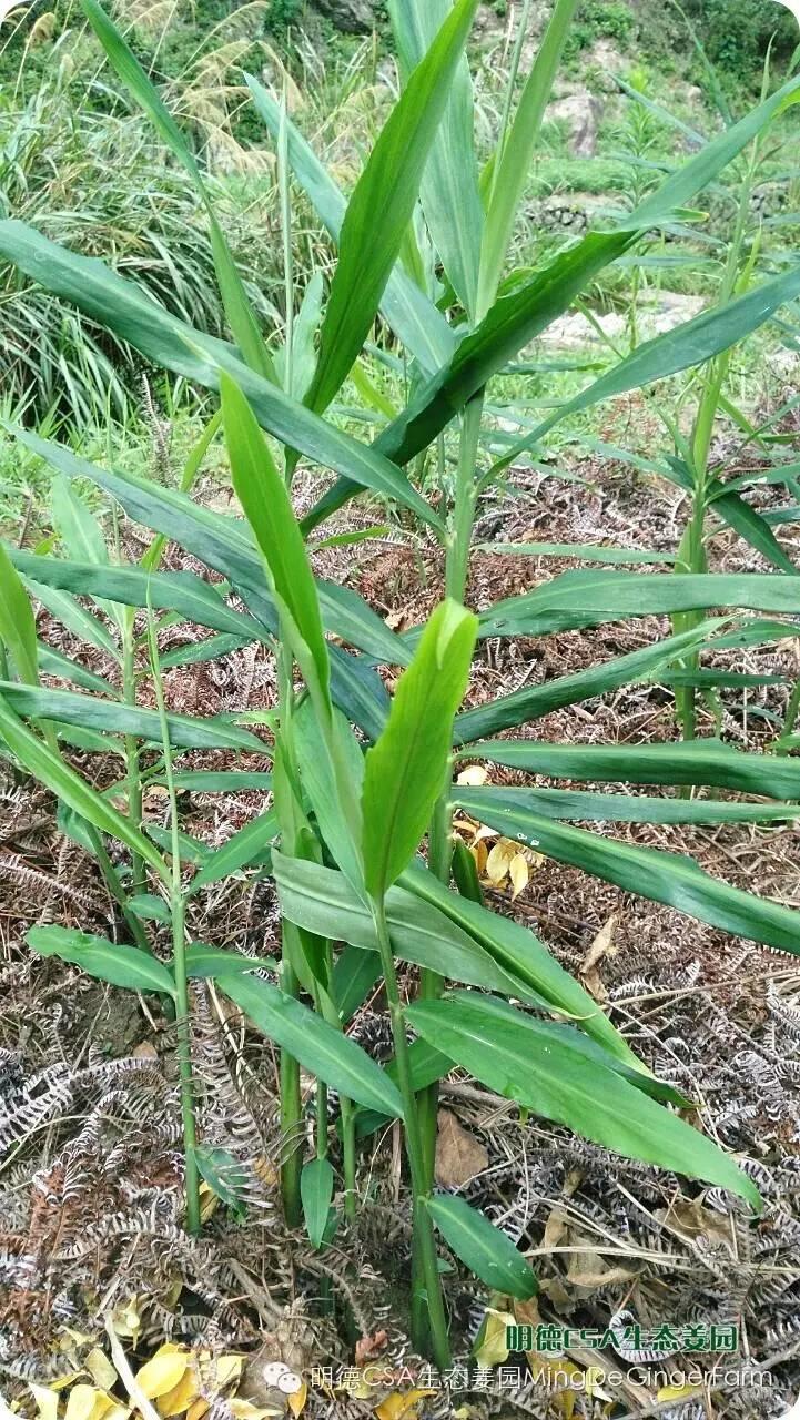 透明溯源 预售定制生态姜园7月新入股东介绍-浙江仙居吴金土