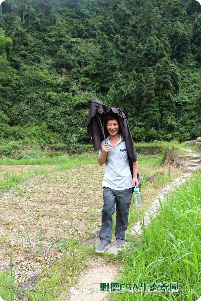 透明溯源 预售定制生态姜园7月新入股东介绍-浙江仙居吴金土