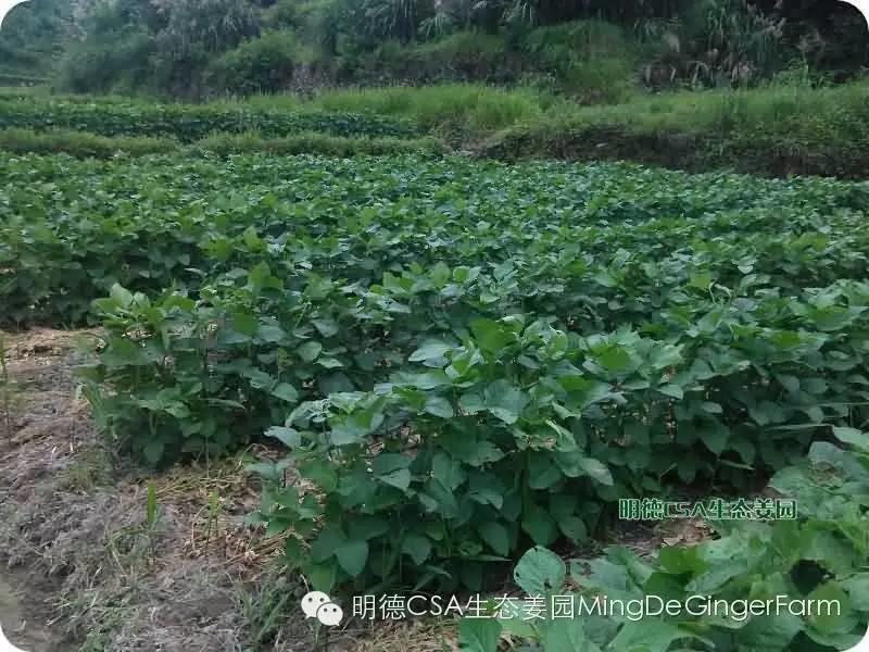 透明溯源 预售定制生态姜园7月新入股东介绍-浙江仙居吴金土
